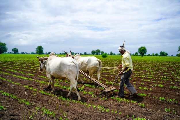 Agricultural Experience